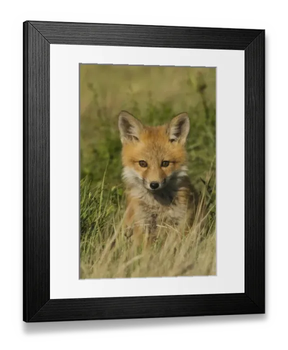 Framed Print : Red Fox Kit Framed Print : Red Fox Kit
