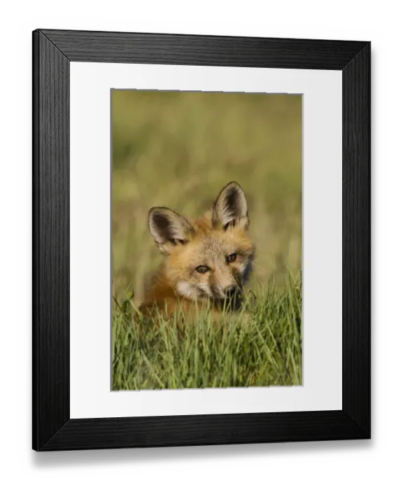 Framed Print : Red Fox Kit Framed Print : Red Fox Kit