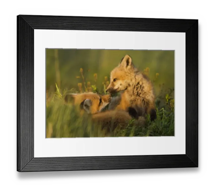 Framed Print : Red Fox Kits
