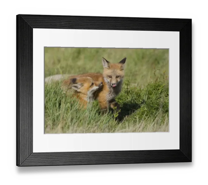 Framed Print : Red Fox Kits Playing Framed Print : Red Fox Kits Playing