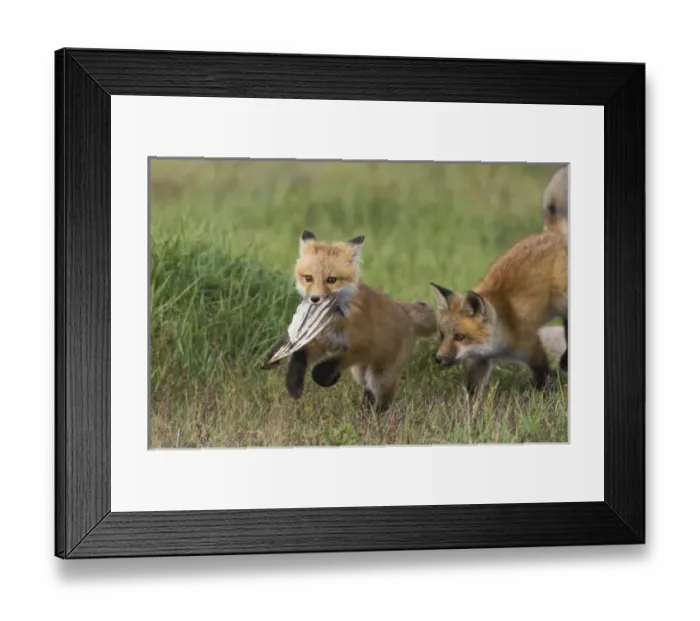 Framed Print : Red Fox Kits Playing with bird wing Framed Print : Red Fox Kits Playing with bird wing