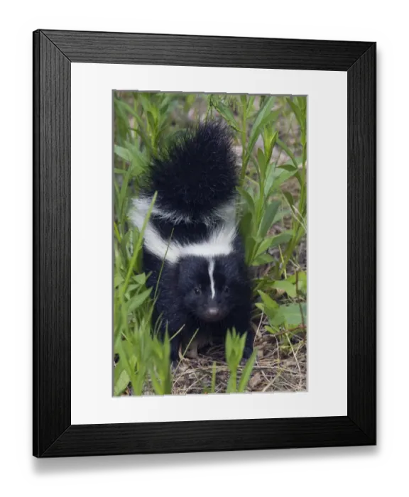 Framed Print : Young Striped Skunk