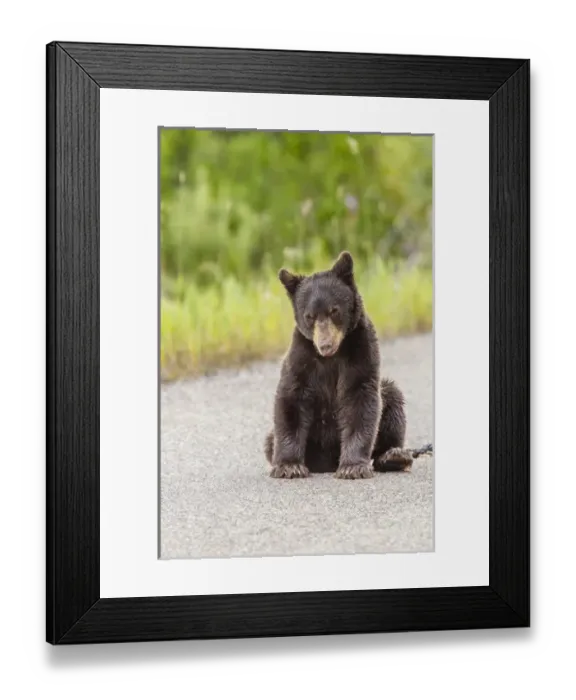 Framed Print : Glacier National Park, The Loser of Bear-Truck Collision on the Camas Road