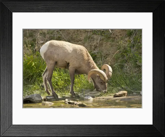 Framed Print : Male Bighorn Sheep; drinking; Gardner River; Rescue Creek Area; Yellowstone National