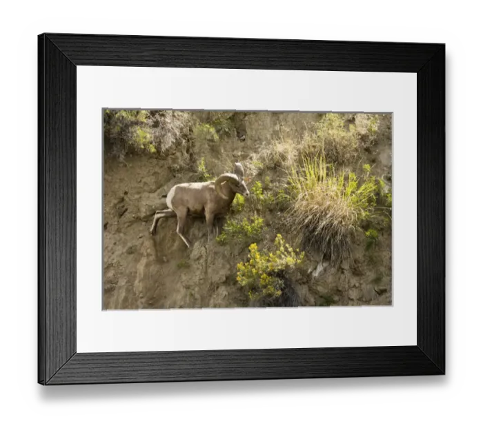 Framed Print : Male Big Horn Sheep; Rescue Creek; Yellowstone National Park; Montana; USA