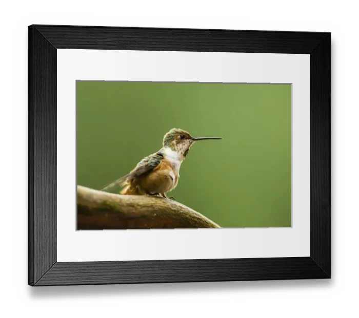 Framed Print : North Fork Flathead River, Calliope Hummingbird Perched