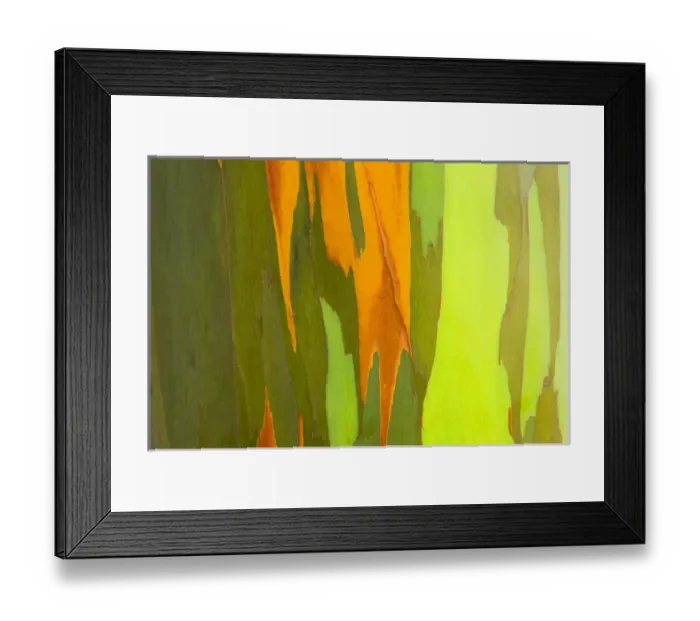 Framed Print : Rainbow Eucalyptus bark (Eucalyptus deglupta - Mindanao Gum), Island of Kauai, Hawaii USA