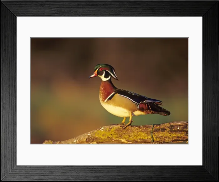 Framed Print : Wood Duck (Aix sponsa) male on log in wetland, Marion Co, Illinois Framed Print : Wood Duck (Aix sponsa) male on log in wetland, Marion Co, Illinois