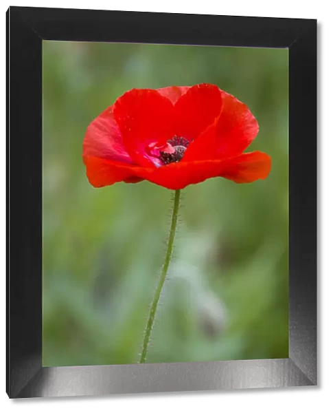 Red Poppy (Papaver rhoeas Legion of Honor ), Cantigny Park, Wheaton, IL
