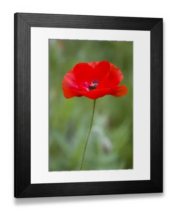 Framed Print : Red Poppy (Papaver rhoeas Legion of Honor ), Cantigny Park, Wheaton, IL Framed Print : Red Poppy (Papaver rhoeas Legion of Honor ), Cantigny Park, Wheaton, IL