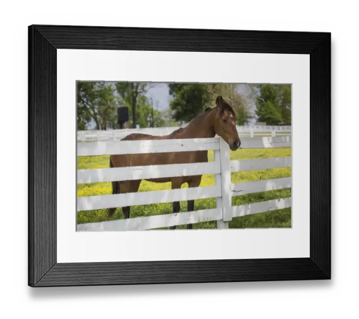 Framed Print : USA, Kentucky, Lexington. Horse at fence. Credit as: Don Grall / Jaynes Gallery / DanitaDelimont Framed Print : USA, Kentucky, Lexington. Horse at fence. Credit as: Don Grall / Jaynes Gallery / DanitaDelimont