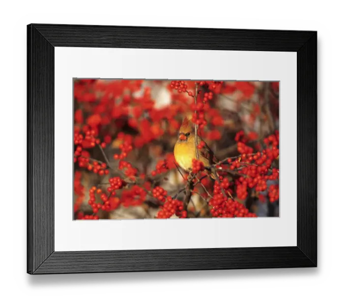 Framed Print : Northern Cardinal (Cardinalis cardinalis) female in Common Winterberry (Ilex verticillata) Framed Print : Northern Cardinal (Cardinalis cardinalis) female in Common Winterberry (Ilex verticillata)