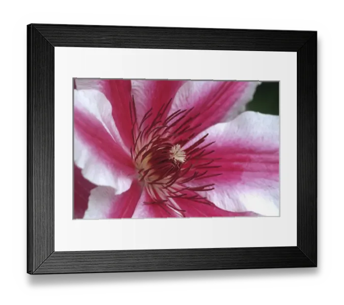 Framed Print : Carnaby Clematis flower, Marion Co. IL