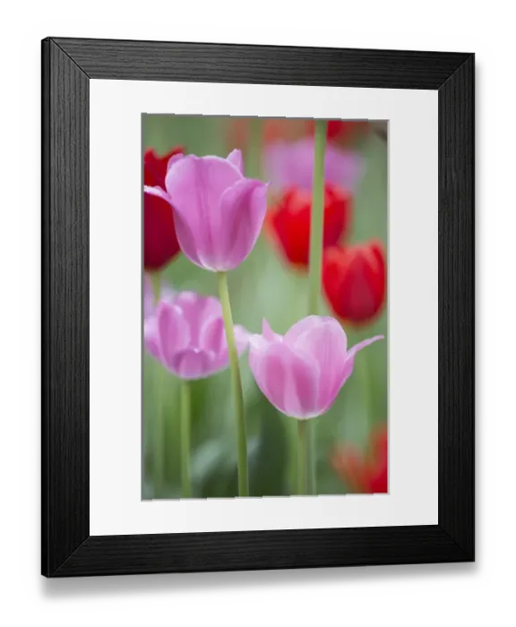 Framed Print : Red and pink tulips, Cantigny Park, Wheaton, IL Framed Print : Red and pink tulips, Cantigny Park, Wheaton, IL