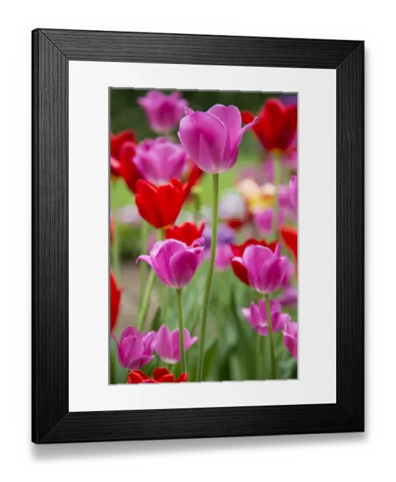 Framed Print : Pink and red tulips, Cantigny Park, Wheaton, IL Framed Print : Pink and red tulips, Cantigny Park, Wheaton, IL