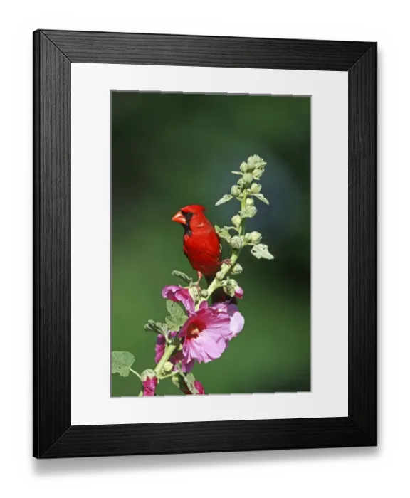Framed Print : Northern Cardinal (Cardinalis cardinalis) male on Hollyhock (Alcea rosea) Marion Co. IL Framed Print : Northern Cardinal (Cardinalis cardinalis) male on Hollyhock (Alcea rosea) Marion Co. IL