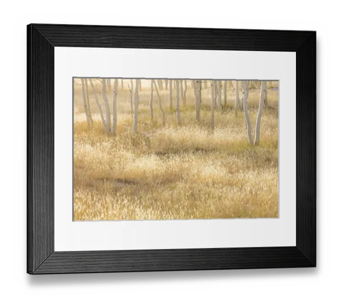 Framed Print : USA, Nevada, Great Basin National Park. Grassy meadow and aspen trees in autumn. Credit as Framed Print : USA, Nevada, Great Basin National Park. Grassy meadow and aspen trees in autumn. Credit as