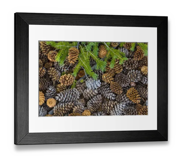 Framed Print : USA, Nevada, Great Basin National Park. Pine cones and Douglas fir bough. Credit as Framed Print : USA, Nevada, Great Basin National Park. Pine cones and Douglas fir bough. Credit as