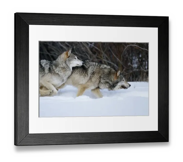 Framed Print : Gray Wolves (Canis lupis) running in snow in winter, MT (Captive Animal)