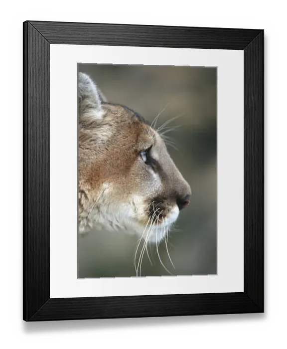 Framed Print : Mountain Lion (Felis concolor) (Captive Animal), MT