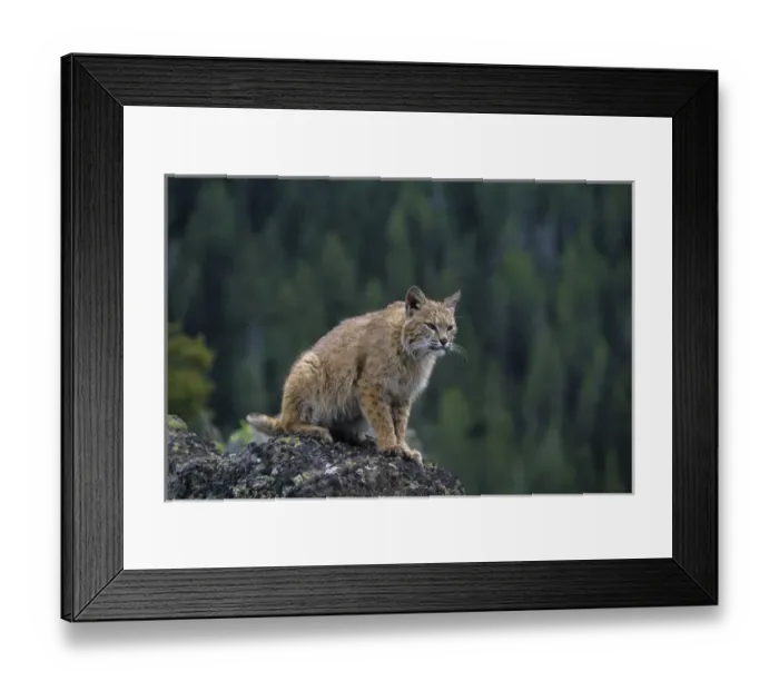 Framed Print : Lynx (lynx rufus) (Captive Animal), MT