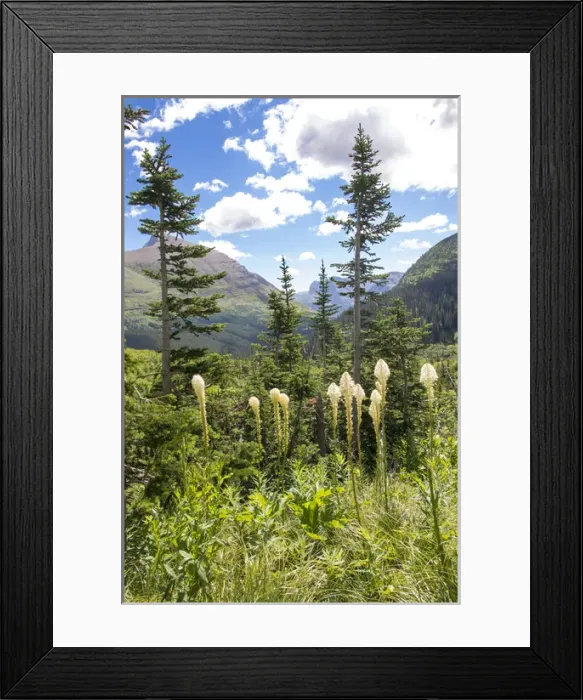Framed Print : US, MT, Glacier NP. Bear grass along Iceberg Lake Trail
