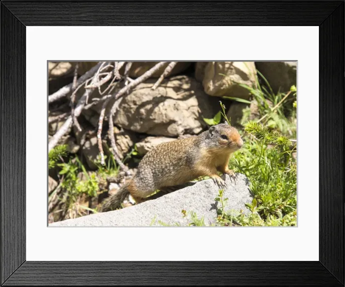 Framed Print : US, MT, Glacier NP. Acclimated Columbian Ground Squirrel (Urocitellus columbianus) Framed Print : US, MT, Glacier NP. Acclimated Columbian Ground Squirrel (Urocitellus columbianus)