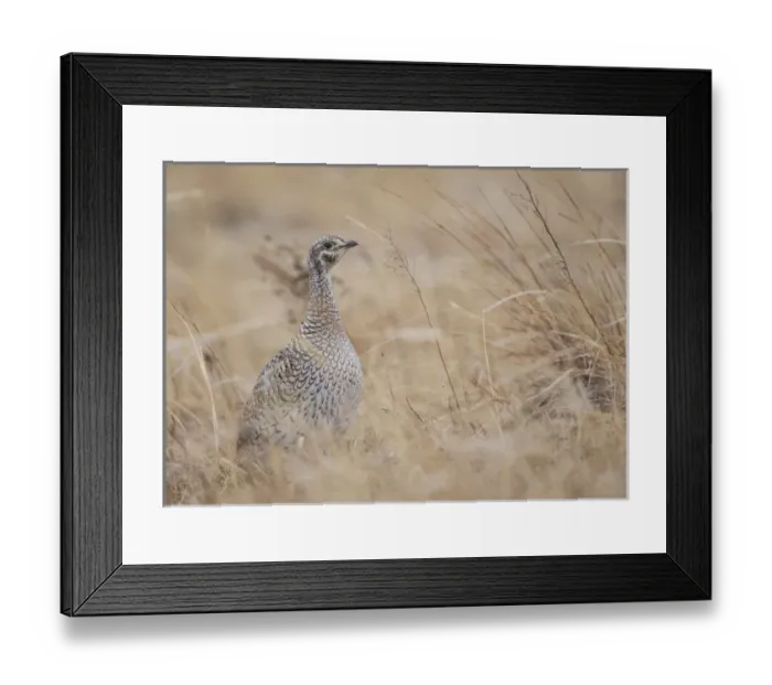 Framed Print : USA, Nebraska, Burwell, Sandhills, Sharp-tailed Grouse portrait on lek Framed Print : USA, Nebraska, Burwell, Sandhills, Sharp-tailed Grouse portrait on lek