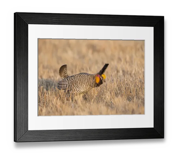 Framed Print : USA, Nebraska, Burwell, Sandhills, Greater Prairie Chicken displaying on lek