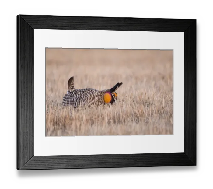 Framed Print : USA, Nebraska, Burwell, Sandhills, Greater Prairie Chicken displaying on lek in grassland Framed Print : USA, Nebraska, Burwell, Sandhills, Greater Prairie Chicken displaying on lek in grassland