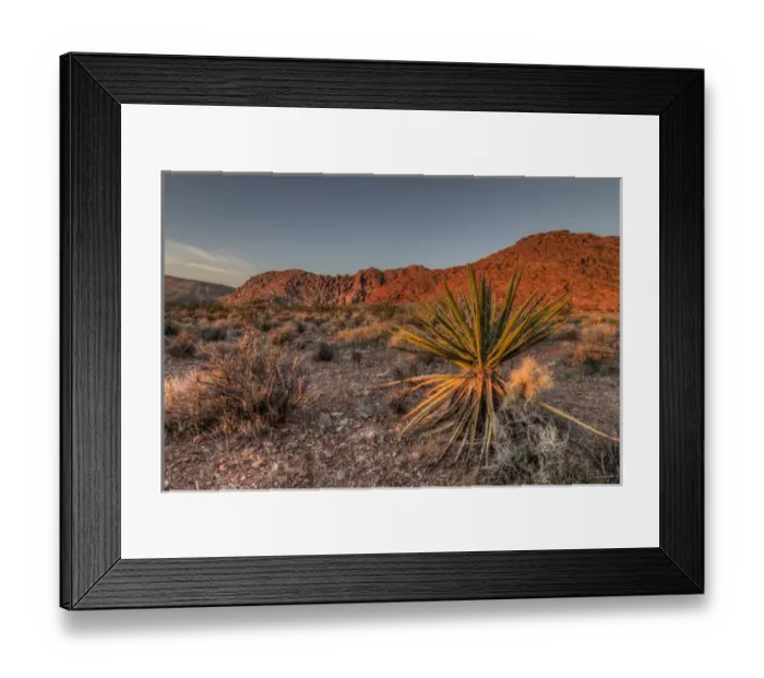 Framed Print : USA, NV. Red Rock Canyon National Conservation Area. Mojave Yucca amidst the desert landscape Framed Print : USA, NV. Red Rock Canyon National Conservation Area. Mojave Yucca amidst the desert landscape
