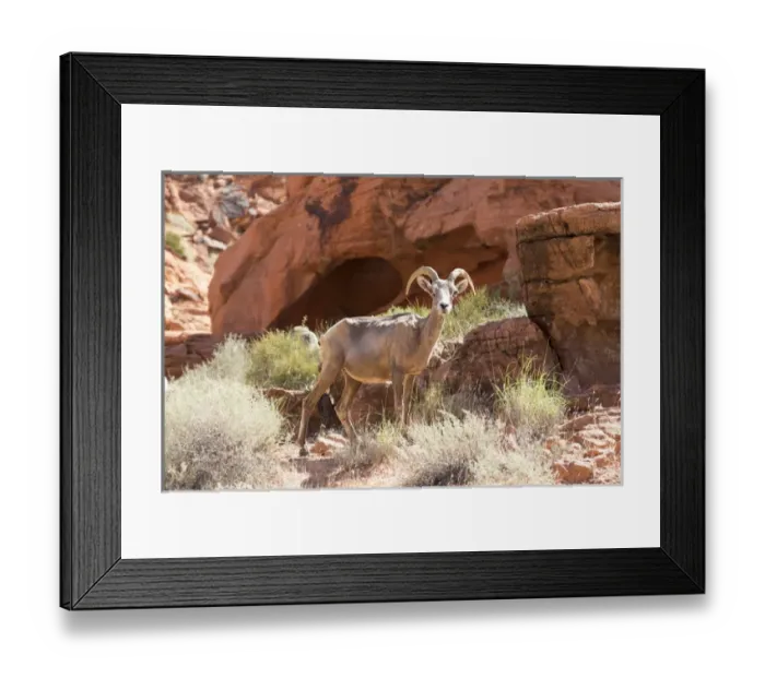 Framed Print : USA, Nevada, Clark County, Valley of Fire State Park. Desert Big Horn Sheep