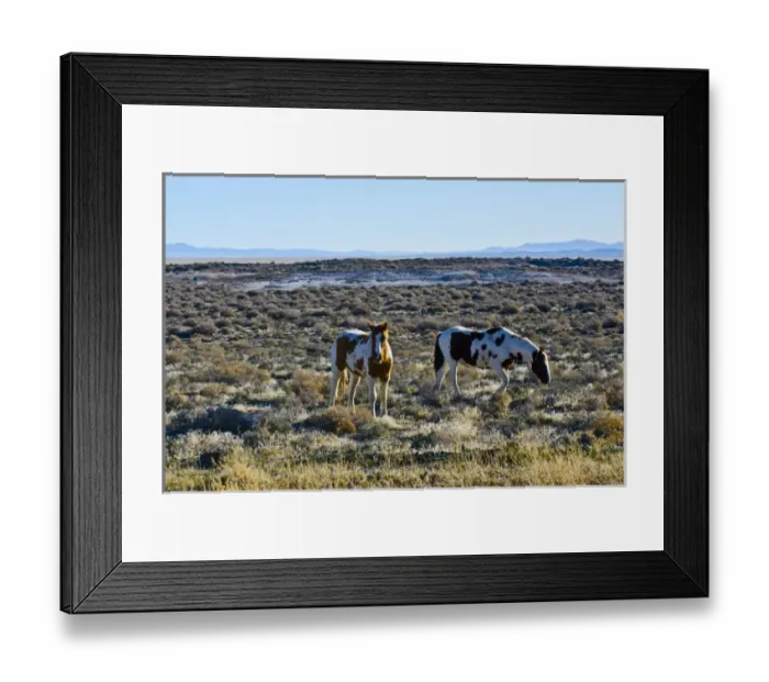 Framed Print : North America, USA, Nevada, Wild Horses grazing in Black Rock Desert Framed Print : North America, USA, Nevada, Wild Horses grazing in Black Rock Desert
