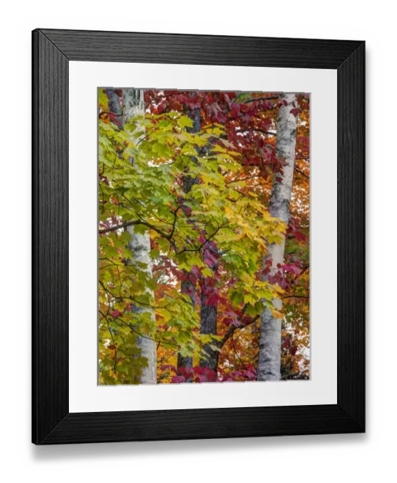 Framed Print : North America, USA, Michigan, Upper Peninsula. Autumn colors of maple leaves Framed Print : North America, USA, Michigan, Upper Peninsula. Autumn colors of maple leaves