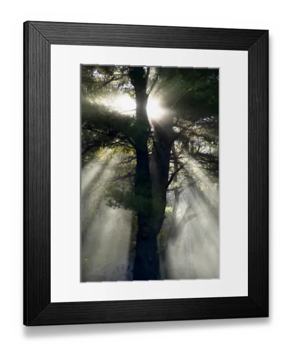 Framed Print : USA New England New Hampshire Sunlight Through Trees Framed Print : USA New England New Hampshire Sunlight Through Trees