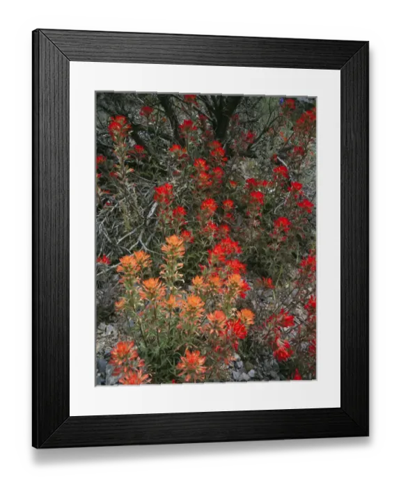 Framed Print : Goshute Creek Wilderness, Nevada. USA. Paintbrush (Castilleja chromosa) along Goshute Creek Framed Print : Goshute Creek Wilderness, Nevada. USA. Paintbrush (Castilleja chromosa) along Goshute Creek