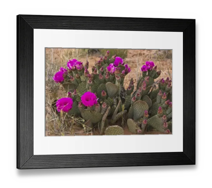 Framed Print : Prickly Pear Cactus, in bloom, Valley of Fire State Park, Nevada, USA