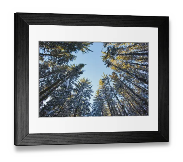 Framed Print : Winter in a spruce forest at the Notchview Reservation in the Berkshires. Windsor, Massachusetts Framed Print : Winter in a spruce forest at the Notchview Reservation in the Berkshires. Windsor, Massachusetts