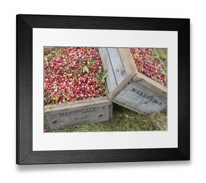 Framed Print : USA, Massachusetts, Wareham, cranberries Framed Print : USA, Massachusetts, Wareham, cranberries