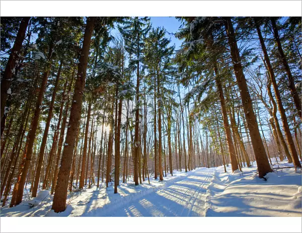 Cross-country ski trail in a spruce forest at the Notchview Reservation in the Berkshires