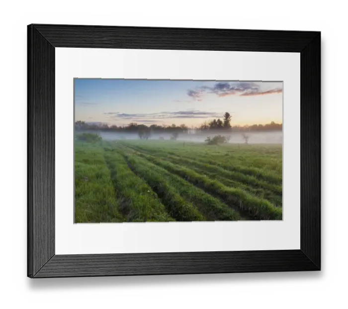 Framed Print : Fog in a field in Durham, New Hampshire Framed Print : Fog in a field in Durham, New Hampshire