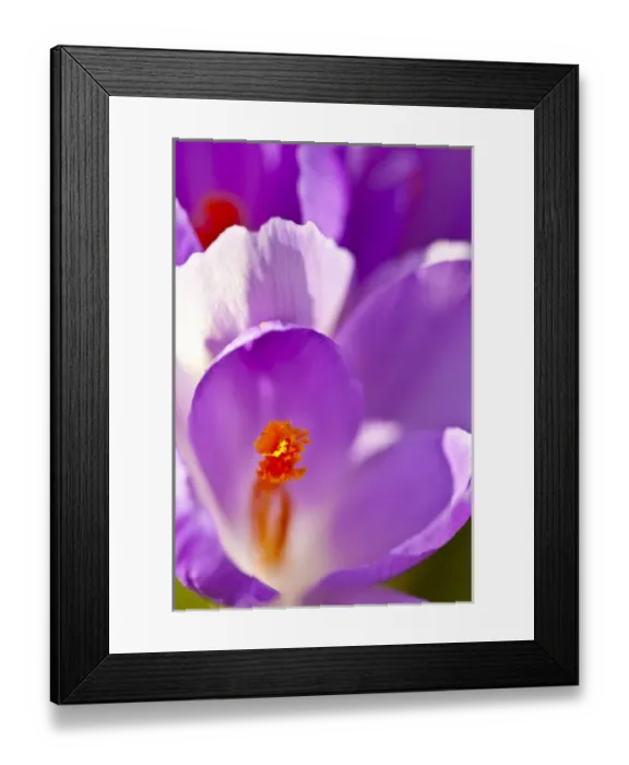 Framed Print : Purple crocus in a garden in Portsmouth, New Hampshire Framed Print : Purple crocus in a garden in Portsmouth, New Hampshire