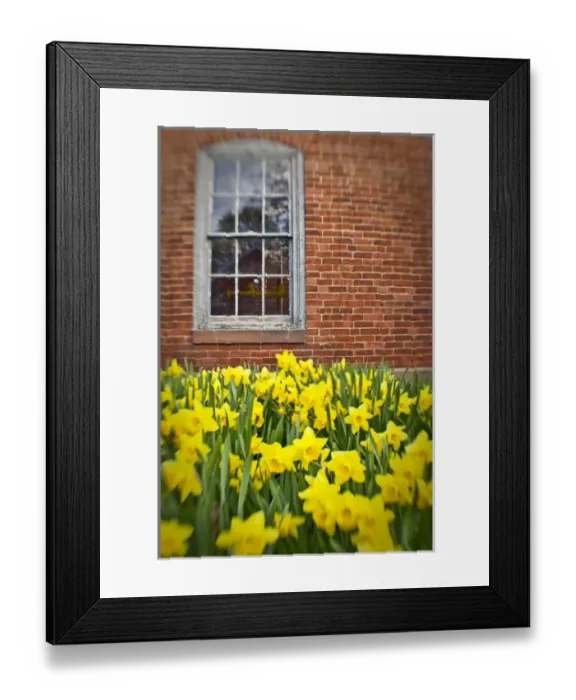 Framed Print : Daffodils in Portsmouth, New Hampshire Framed Print : Daffodils in Portsmouth, New Hampshire