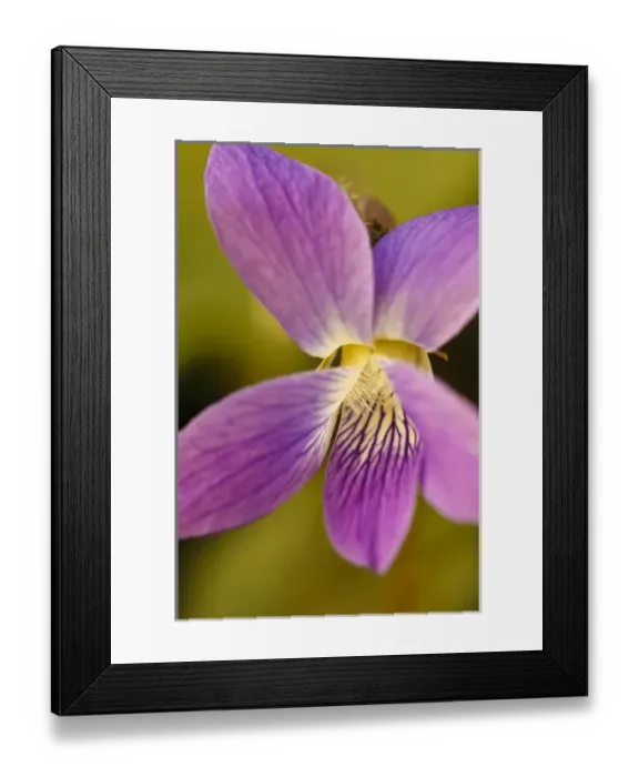 Framed Print : A purple violet at Odirne Point State Park in Rye, New Hampshire Framed Print : A purple violet at Odirne Point State Park in Rye, New Hampshire