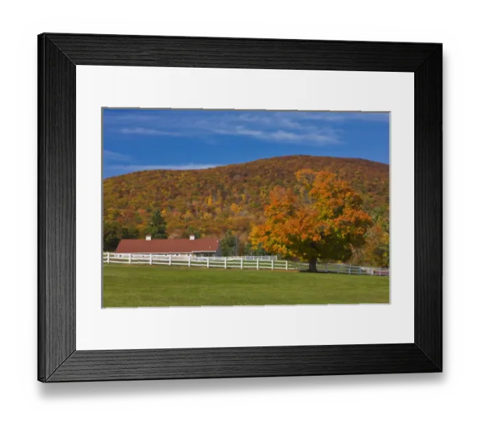 Framed Print : A maple tree in fall at Castle in the Clouds in Moltonborough, New Hampshire