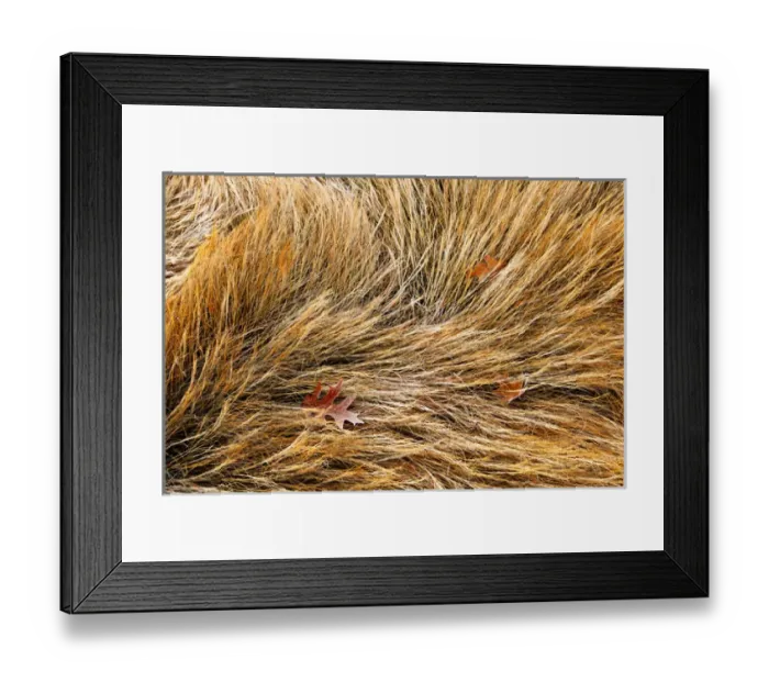 Framed Print : Frost on salt marsh grasses in Rye, New Hampshire. Fall Framed Print : Frost on salt marsh grasses in Rye, New Hampshire. Fall