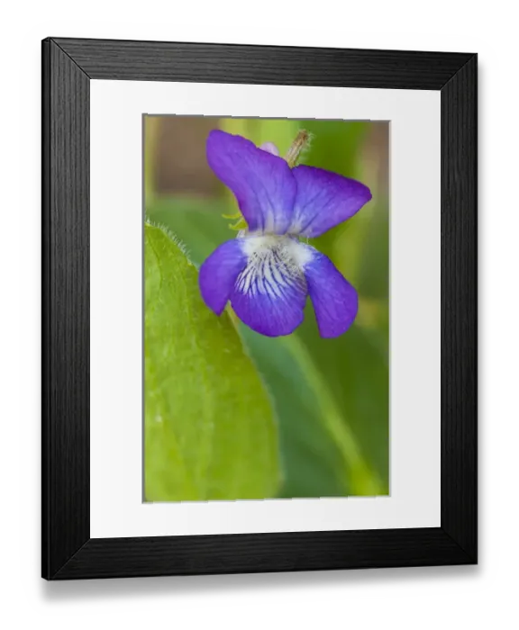 Framed Print : Common blue violet, Viola papilionacea, in a Durham, New Hampshire forest