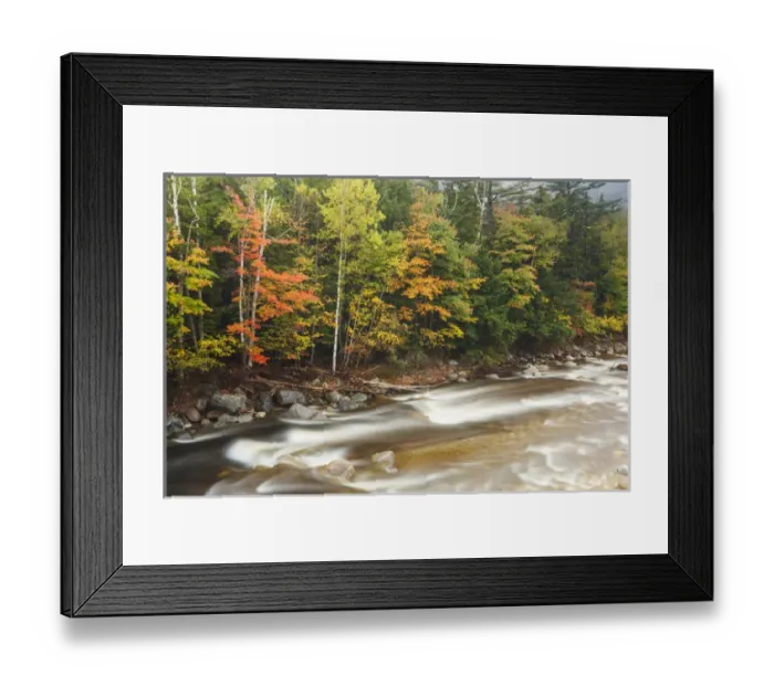 Framed Print : Fall foliage along the East Branch of the Pemigewasset River in New Hampshire s Framed Print : Fall foliage along the East Branch of the Pemigewasset River in New Hampshire s