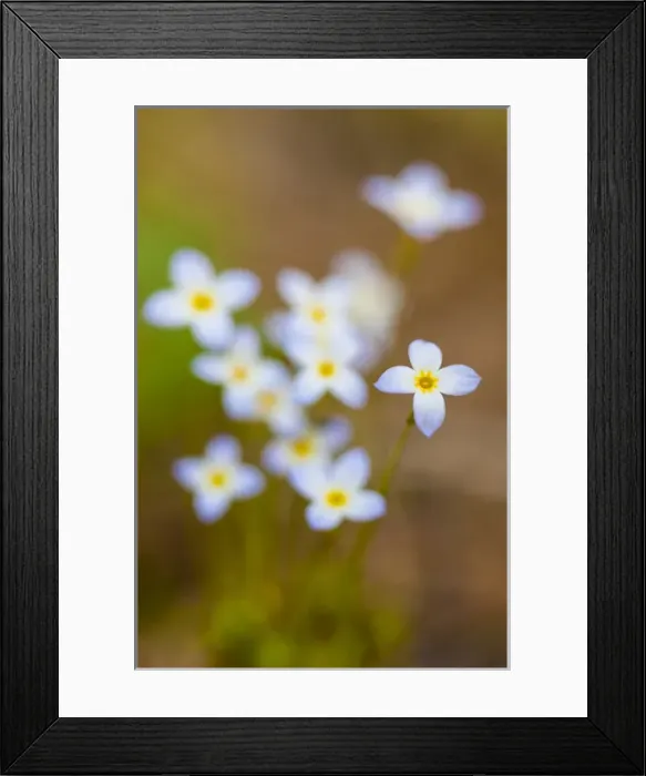 Framed Print : Bluets, Houstonia caerulea, in a Durham, New Hampshire forest