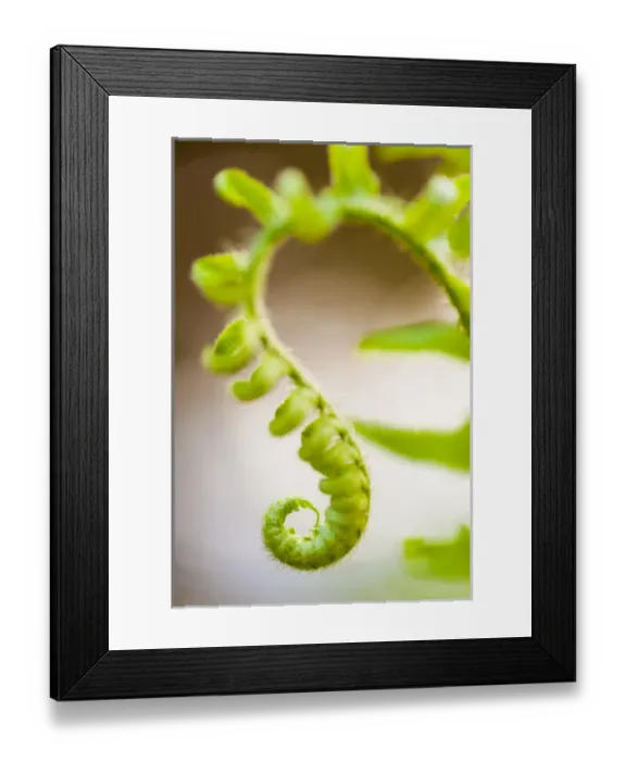 Framed Print : Christmas fern, Polystichum acrostichoides, in Durham, New Hampshire Framed Print : Christmas fern, Polystichum acrostichoides, in Durham, New Hampshire